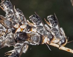 Megachile lucidiventris