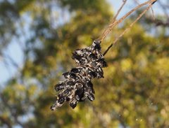 Megachile lucidiventris