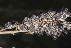 Megachile lucidiventris