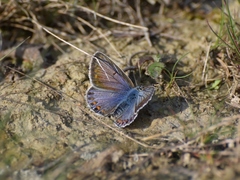 Polyommatus icarus