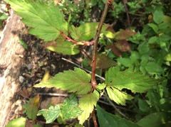 Rubus trianthus