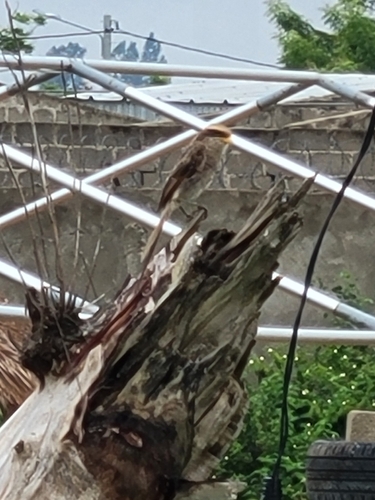 Yellow-billed Shrike