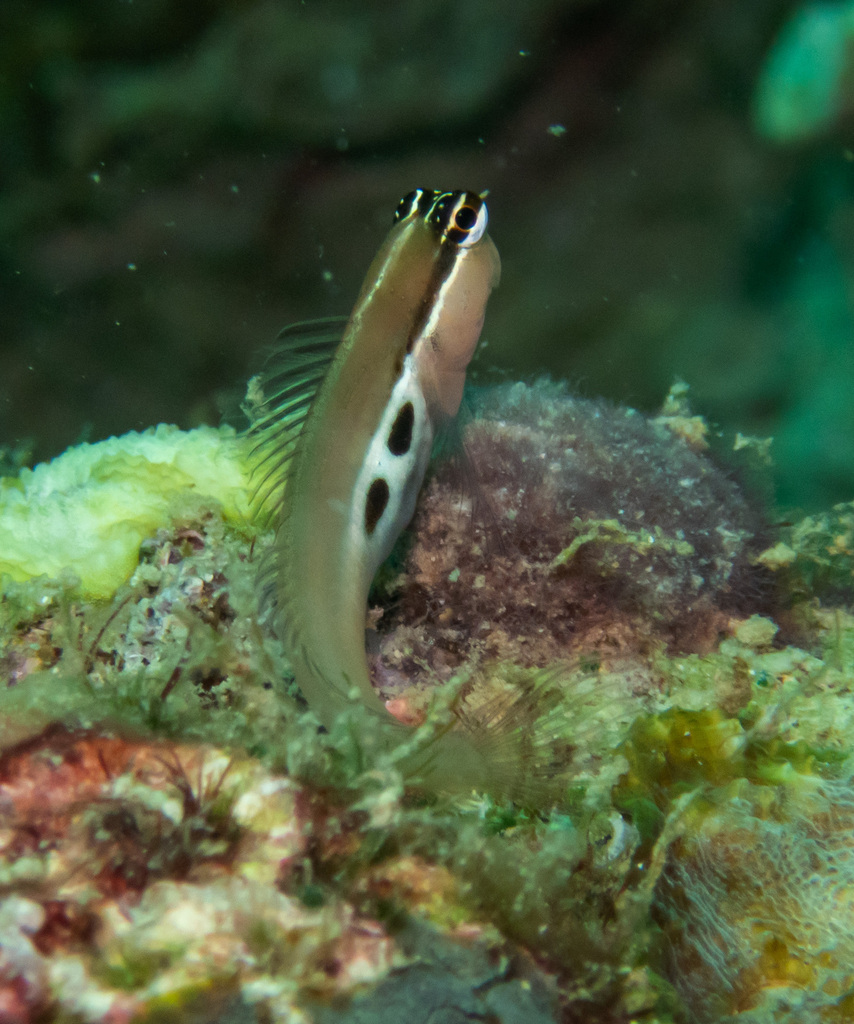 Twinspot Blenny