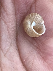 Praticolella trimatris