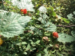 Rubus trianthus