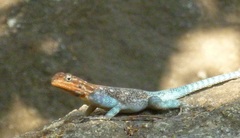 Agama dodomae