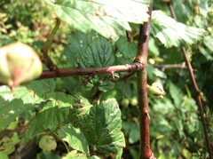 Rubus trianthus