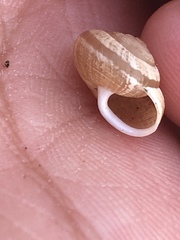 Praticolella trimatris