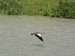 Alopochen aegyptiaca