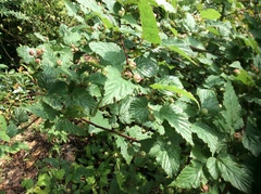 Rubus trianthus