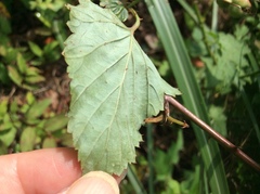 Rubus trianthus