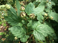 Rubus trianthus