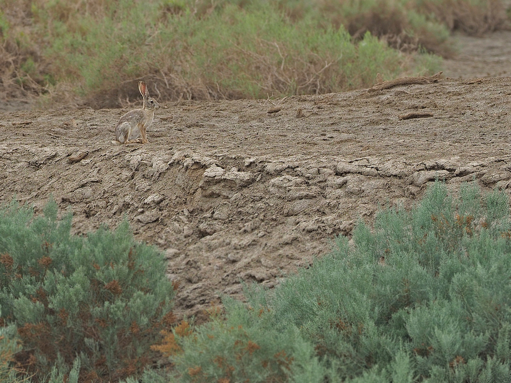 Yarkand Hare