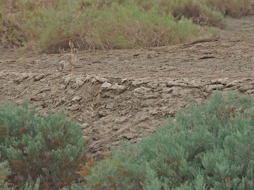 Yarkand Hare