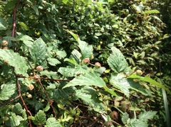 Rubus trianthus