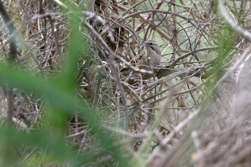 Tarim Babbler (Rhopophilus albosuperciliaris), photo 4