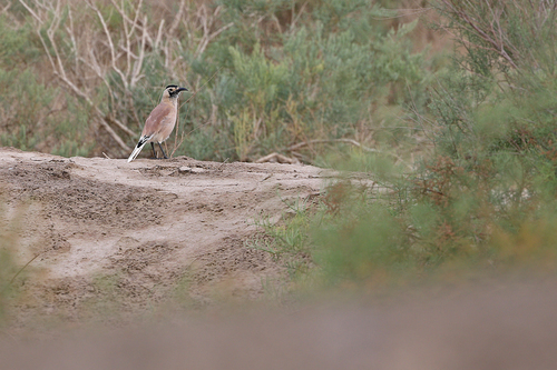 Xinjiang Ground Jay (Podoces biddulphi)