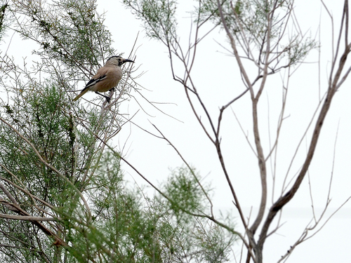 Xinjiang Ground Jay (Podoces biddulphi), photo 2