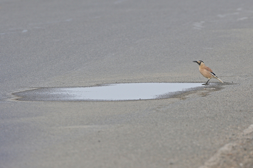 Xinjiang Ground Jay (Podoces biddulphi), photo 5