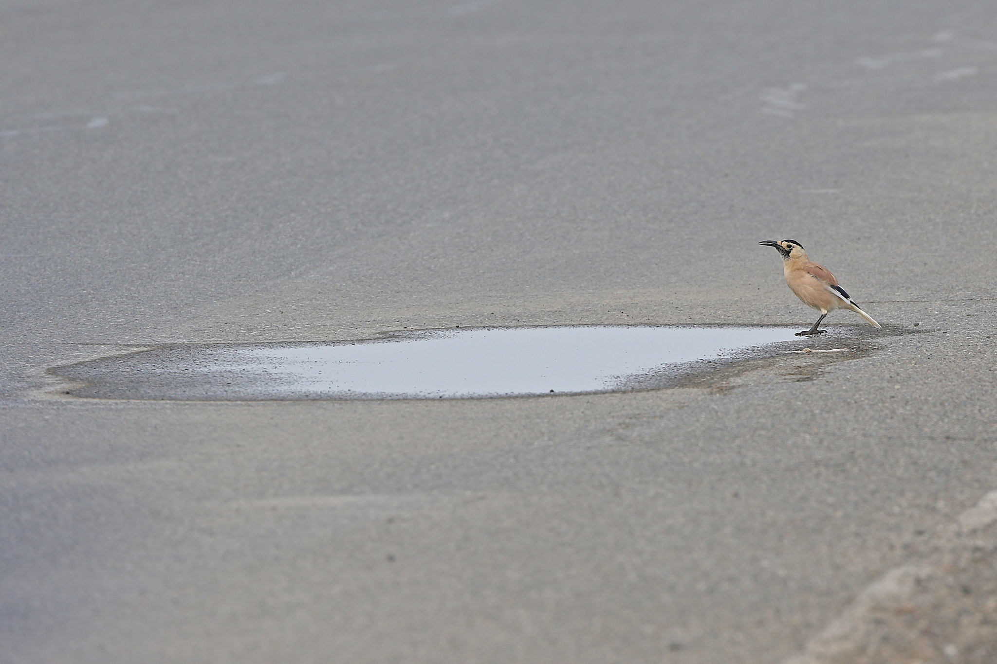 Xinjiang Ground Jay