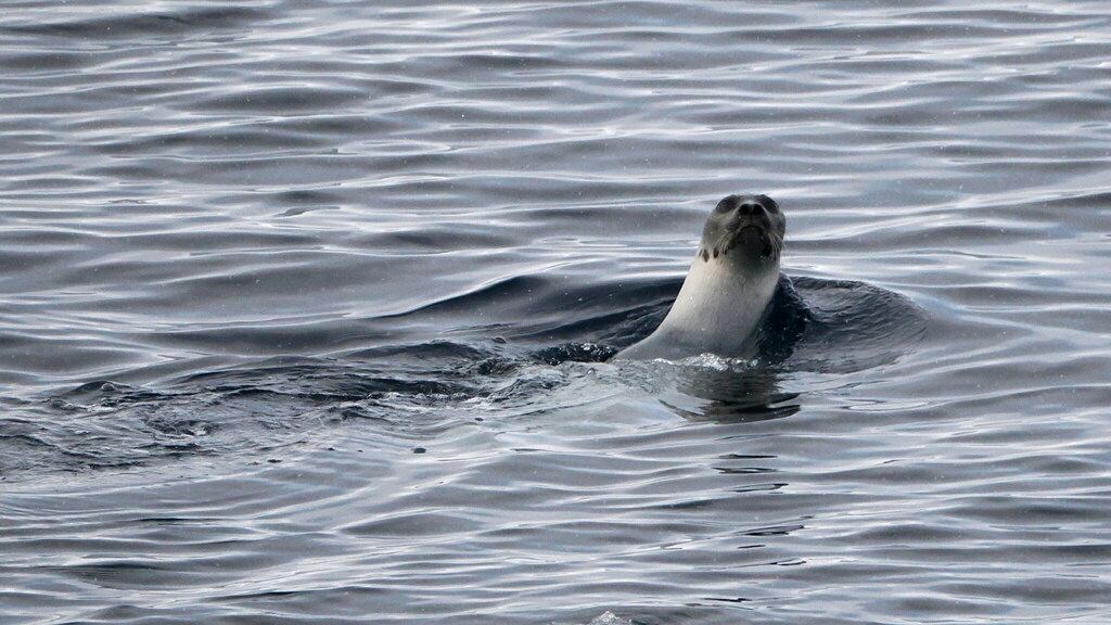 Harp seal looking up with its head and neck out of rippled water in Svalbard