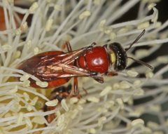 Euryglossa adelaidae