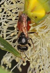 Euryglossa adelaidae