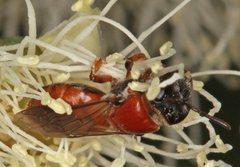 Euryglossa adelaidae