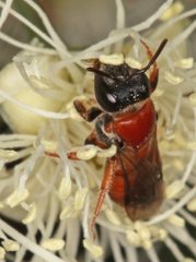 Euryglossa adelaidae