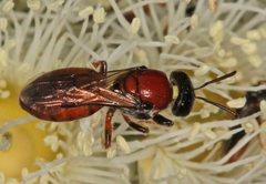 Euryglossa adelaidae