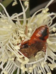 Euryglossa adelaidae