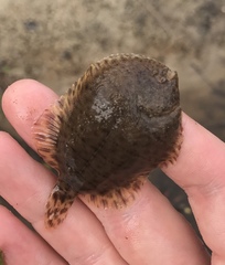 Trinectes maculatus