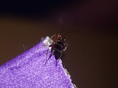 Gelis tenellus