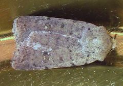 Caradrina flavirena