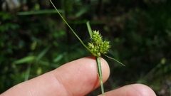 Carex complanata
