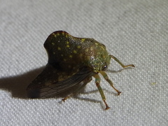 Telamona monticola