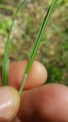 Carex complanata