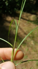 Carex complanata