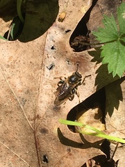 Teuchocnemis lituratus