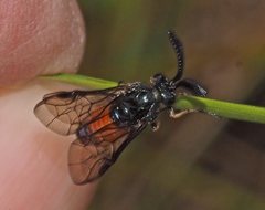Lophyrotoma analis
