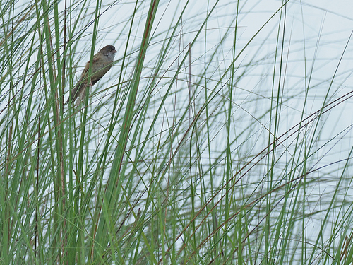 Jerdon's Babbler (Chrysomma altirostre), photo 5