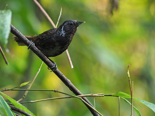 Sikkim Wedge-billed Babbler (Stachyris humei), photo 4