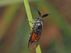 Lophyrotoma analis