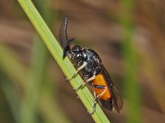 Lophyrotoma analis