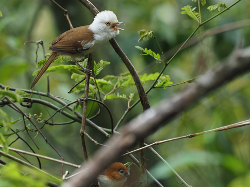 White-hooded Babbler (Gampsorhynchus rufulus), photo 3