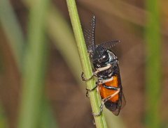 Lophyrotoma analis