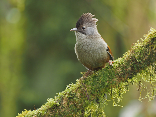 Hoary-throated Barwing (Actinodura nipalensis), photo 6