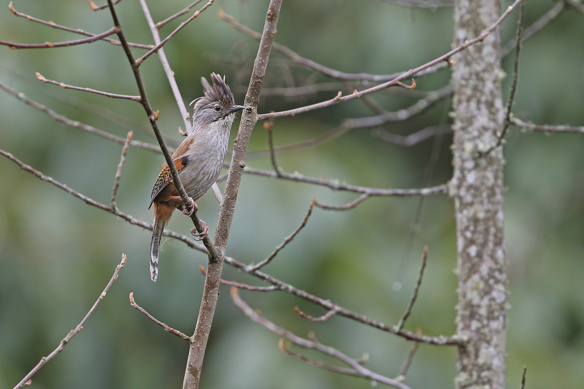 Hoary-throated Barwing