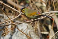 Bugun Liocichla photo 2
