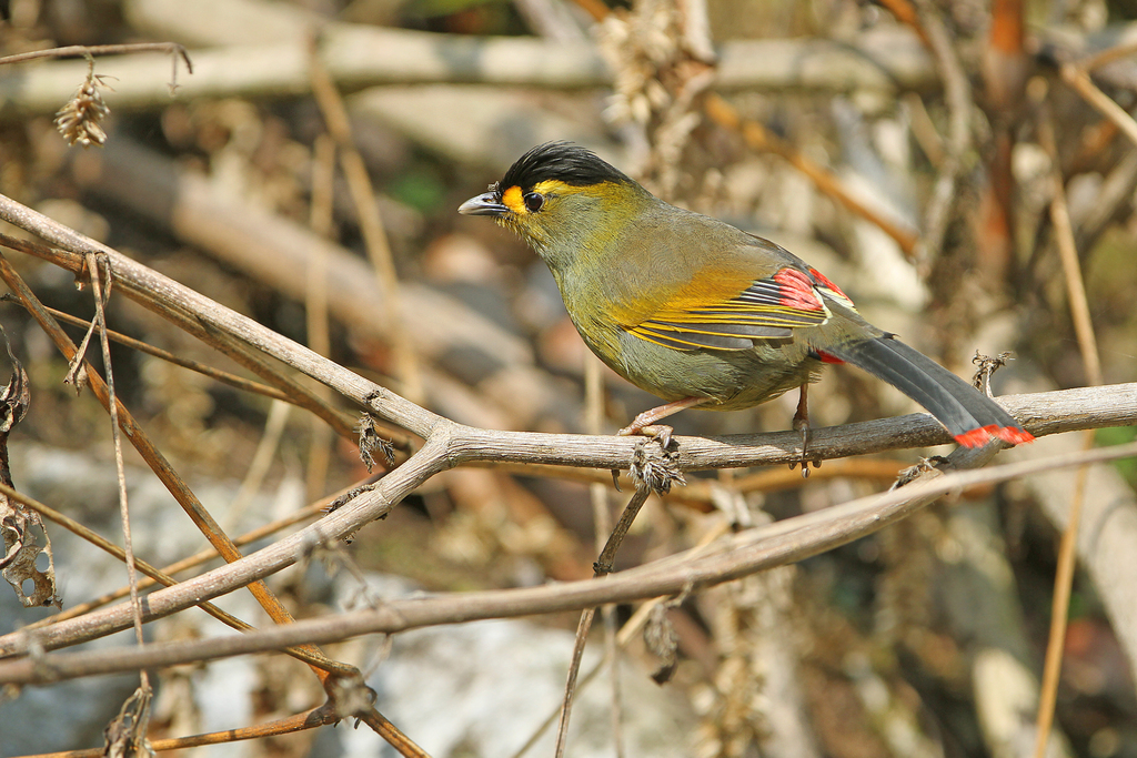 Bugun Liocichla (Liocichla bugunorum) photo